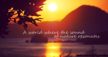 奄美大島のハンドパンと倍音が響くサンセットリラクゼーションツアー: 美しい夕日と癒しの音色を体験