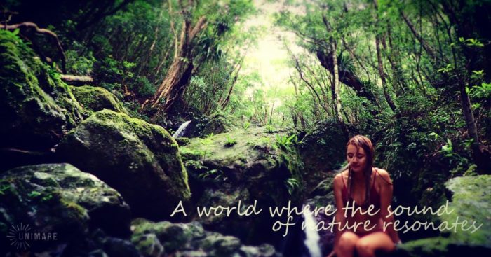 奄美大島の原生林と自然体験｜直感リトリートと森のツアー｜UNIMARE