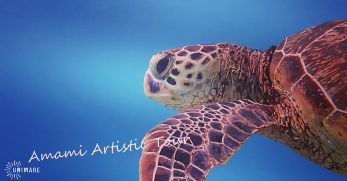 冬の奄美大島を観光するときに知っておくといい島情報！その3