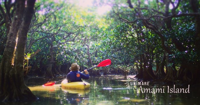 奄美大島の原生林トレッキングの様子